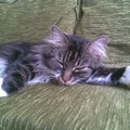 gatto