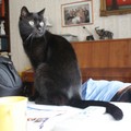 gatto