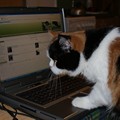 gatto