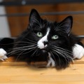 gatto