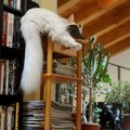 gatto
