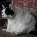 gatto