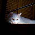 gatto