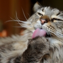 gatto