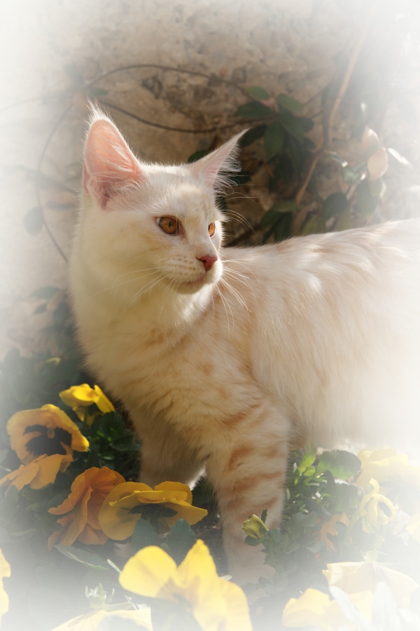 sabbia maine coon silver red