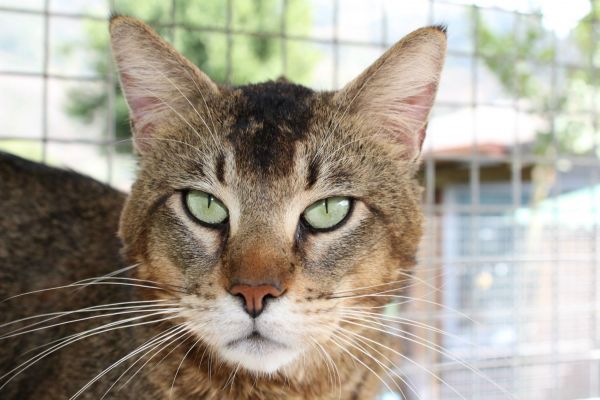 Chausie Le Foto Dei Nostri Gatti Di Razza
