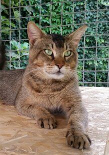 Chausie Le Foto Dei Nostri Gatti Di Razza