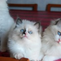 blu_queen
