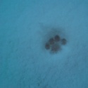 Impronta sospetta nella neve