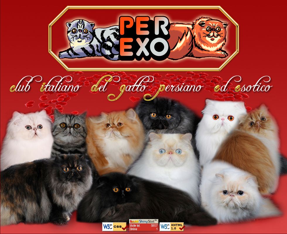 Per Exo Club Italiano Del Gatto Persiano Ed Esotico