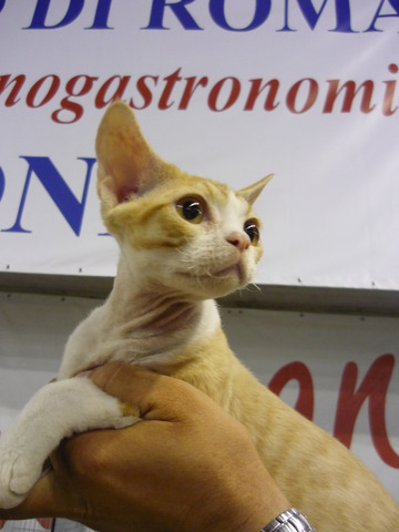 Allevamenti Gatti Devon Rex Drx Fife Allevamento Amatoriare
