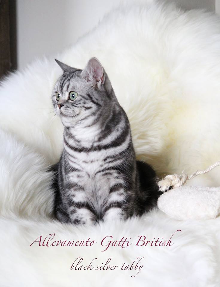 Allevamenti Gatti British Bri Fife Gatti British Shorthair