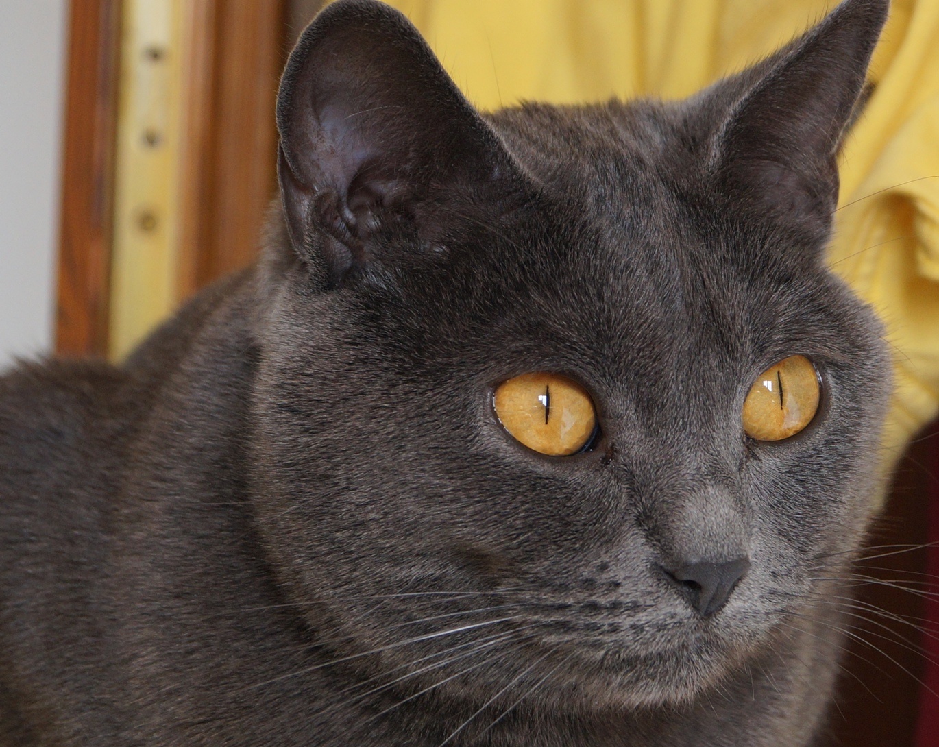 Allevamenti Gatti Chartreux Cha Fife Certosini Della