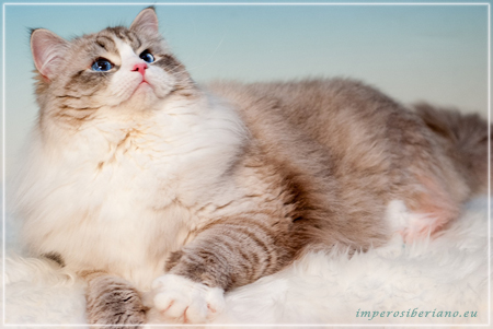 Allevamenti Gatti Siberiani Wcf Allevamento Di Gatti Siberiani