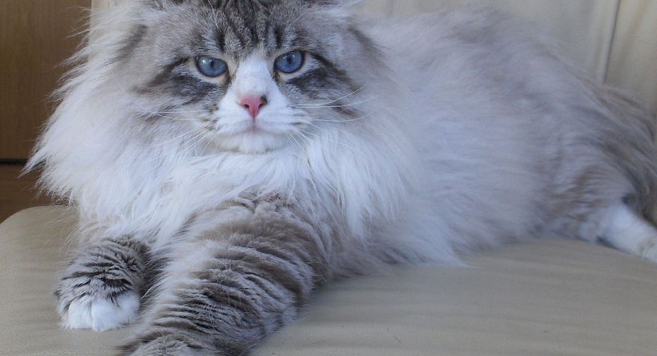 Allevamenti Gatti Siberiani Sb Tica Neva Fairy Tale
