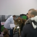 Gatti di razza - Mostra felina Padova 7.01.2012