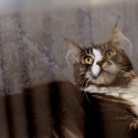 Gatti di razza - Mostra felina Padova 7.01.2012
