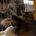 Gatti di razza - Mostra felina Padova 7.01.2012