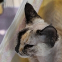 Gatti di razza - Mostra felina Padova 7.01.2012