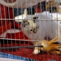 Gatti di razza - Mostra felina Padova 7.01.2012