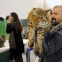 Gatti di razza - Mostra felina Padova 7.01.2012