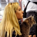 Gatti di razza - Mostra felina Padova 7.01.2012