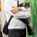 Gatti di razza - Mostra felina Padova 7.01.2012