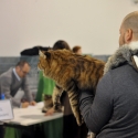 Gatti di razza - Mostra felina Padova 7.01.2012