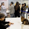 Gatti di razza - Mostra felina Padova 7.01.2012