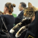 Gatti di razza - Mostra felina Padova 7.01.2012