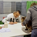 Gatti di razza - Mostra felina Padova 7.01.2012