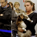 Gatti di razza - Mostra felina Padova 7.01.2012