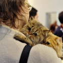 Gatti di razza - Mostra felina Padova 7.01.2012