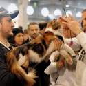 Gatti di razza - Mostra felina Padova 7.01.2012