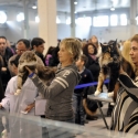 Gatti di razza - Mostra felina Padova 7.01.2012