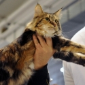 Gatti di razza - Mostra felina Padova 7.01.2012