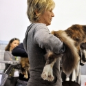 Gatti di razza - Mostra felina Padova 7.01.2012