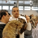 Gatti di razza - Mostra felina Padova 7.01.2012