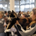 Gatti di razza - Mostra felina Padova 7.01.2012
