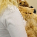 Gatti di razza - Mostra felina Padova 7.01.2012