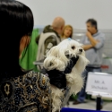 Gatti di razza - Mostra felina Padova 7.01.2012