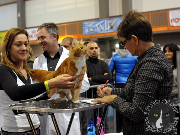 Gatti di razza - Mostra felina San Bonifacio (Verona) 22.02.2012 (secondo giorno)