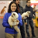 Gatti di razza - Mostra felina San Bonifacio (Verona) 21.02.2012