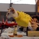 Gatti di razza - Mostra felina San Bonifacio (Verona) 22.02.2012 (secondo giorno)