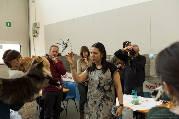 22 e 23 novembre 2014. Galleria fotografica. Esposizione Internazionale Felina ANFI – FIFE Bassano del Grappa