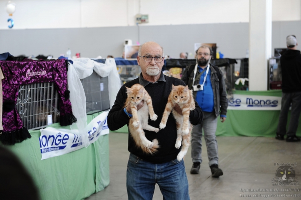 Foto dalla Esposizione Internazionale Felina ANFI - FIFe di Bassano del Grappa il 23 febbraio 2019