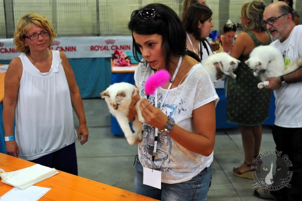7 e 8 settembre 2013. Foto. Esposizione Internazionale Felina ANFI – FIFe Piacenza