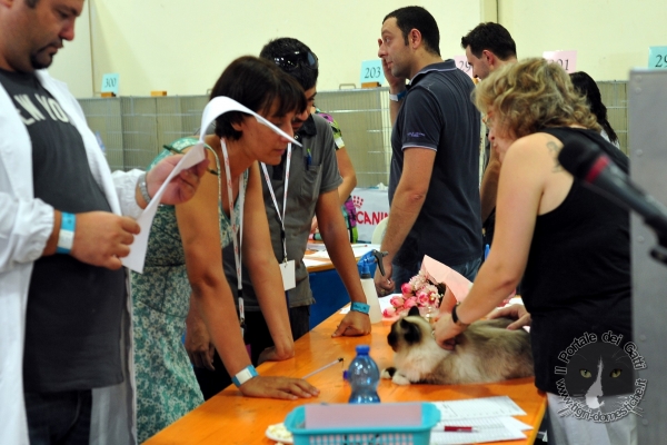 7 e 8 settembre 2013. Foto. Esposizione Internazionale Felina ANFI – FIFe Piacenza