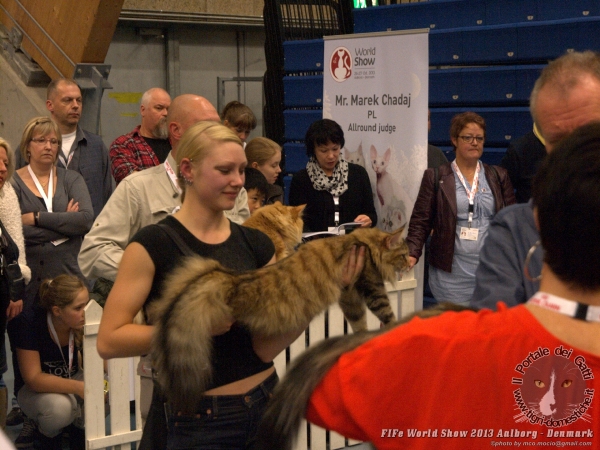 World Cat Show Aalborg Danimarca 26 e 27 ottobre 2013