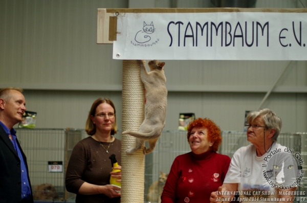 Internationale Cat Show Stammbaum e.V – WCF Magdeburgo Germania 12 e 13 aprile 2014